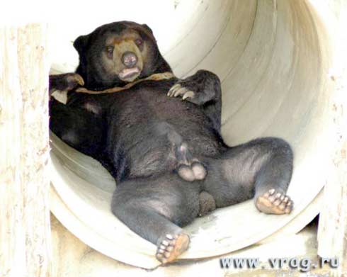 pervert_bear.jpg